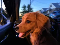 Rosie , a female Cavapoo for sale in Staten Island, NY – 4 of 5