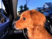 Rosie , a female Cavapoo for sale in Staten Island, NY – 2 of 5