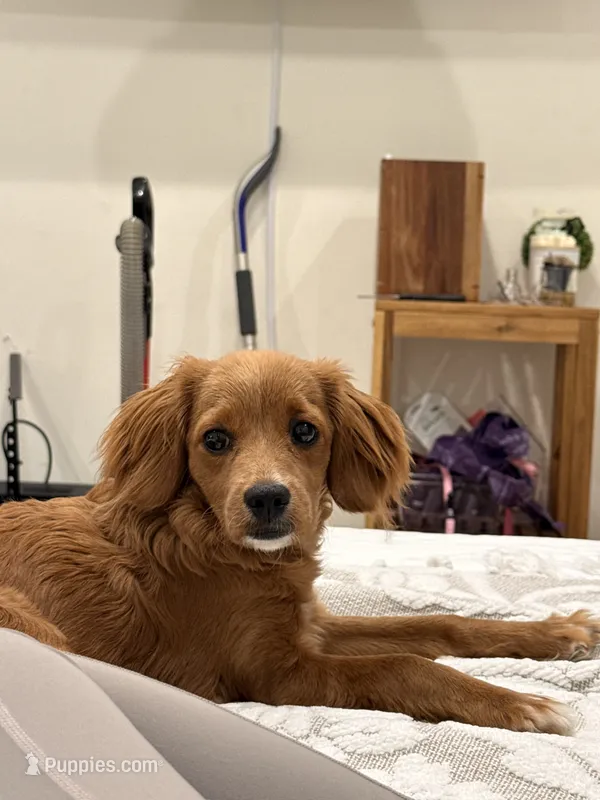 Rosie  – Cavapoo puppy for sale in Staten Island, NY