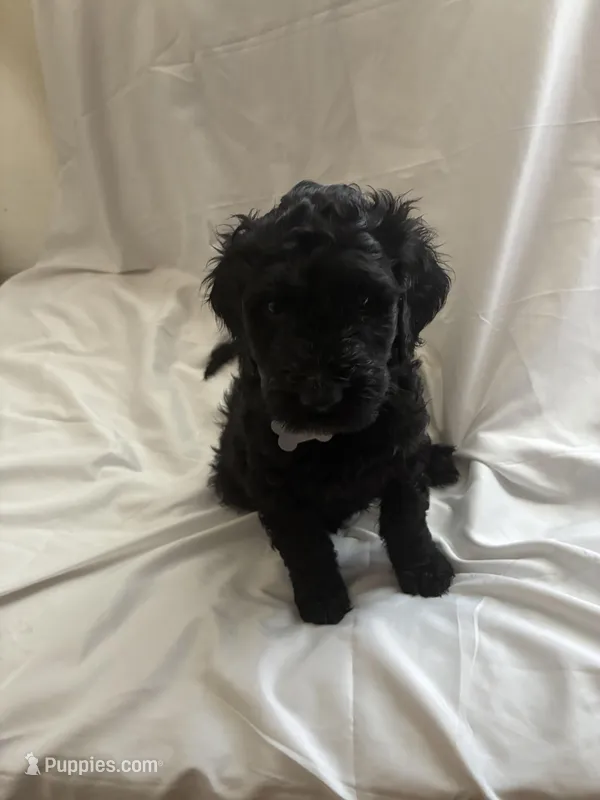 Brute – Labrador Retriever, Poodle - Standard  puppy for sale in Sacramento, CA