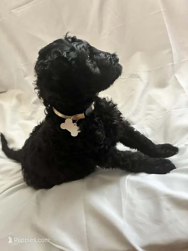 Girly – Labrador Retriever, Poodle - Standard  puppy for sale in Sacramento, CA