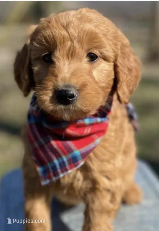 Gal – Labrador Retriever, Poodle - Standard  puppy for sale in Sacramento, CA