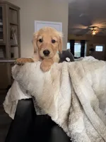 Cooper (light blue) , a male Golden Retriever for sale in Bedford, IN – 3 of 5