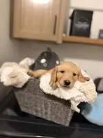 Cooper (light blue) , a male Golden Retriever for sale in Bedford, IN – 5 of 5