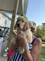 Shakira (lime green), a female Golden Retriever for sale in Bedford, IN – 5 of 6