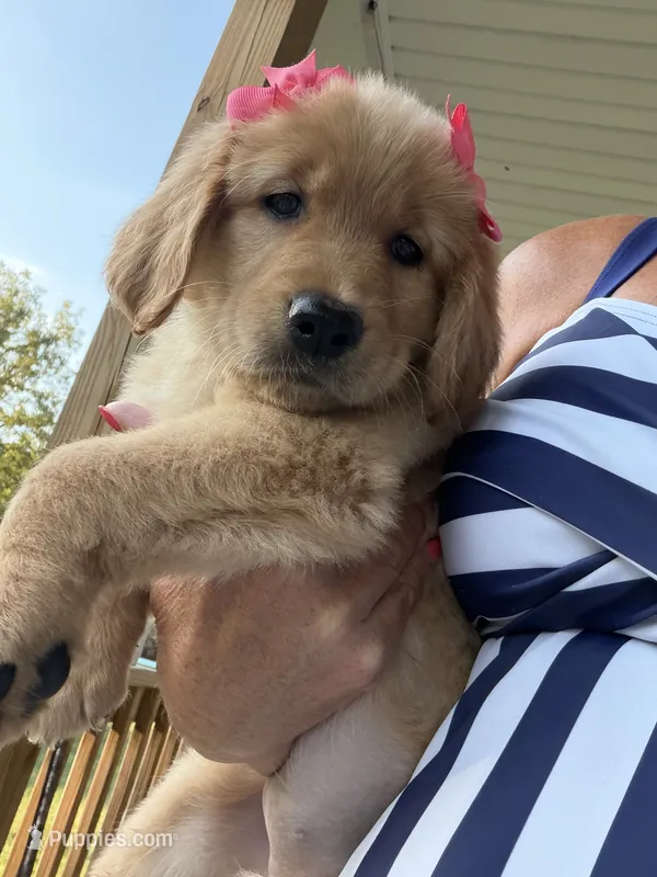 Princess (pink) – Golden Retriever puppy for sale in Bedford, IN