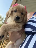 Princess (pink), a female Golden Retriever for sale in Bedford, IN – 1 of 3