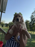 Shakira (lime green), a female Golden Retriever for sale in Bedford, IN – 1 of 6