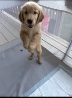 Zoe (Purple), a female Golden Retriever for sale in Bedford, IN – 3 of 4