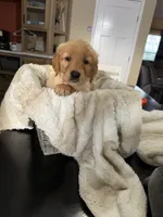 Princess (pink), a female Golden Retriever for sale in Bedford, IN – 2 of 3