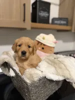 Princess (pink), a female Golden Retriever for sale in Bedford, IN – 3 of 3
