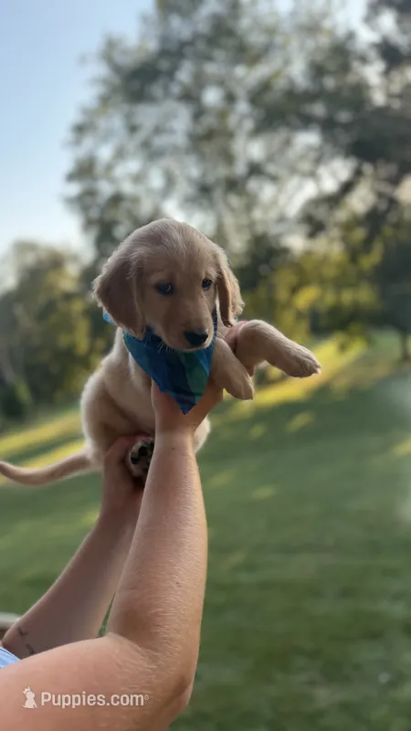 Cooper (light blue)  – Golden Retriever puppy for sale in Bedford, IN