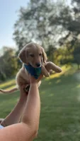Cooper (light blue) , a male Golden Retriever for sale in Bedford, IN – 1 of 5