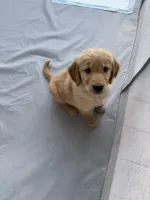 Shakira (lime green), a female Golden Retriever for sale in Bedford, IN – 3 of 6
