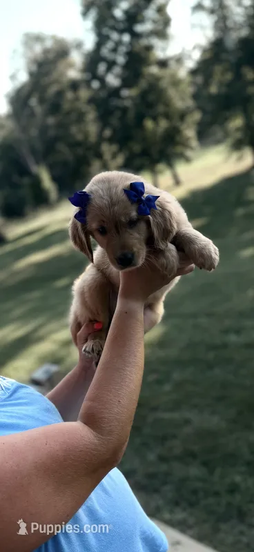 Zoe (Purple) – Golden Retriever puppy for sale in Bedford, IN