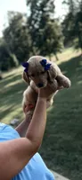 Zoe (Purple), a female Golden Retriever for sale in Bedford, IN – 1 of 4