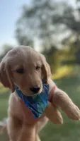 Cooper (light blue) , a male Golden Retriever for sale in Bedford, IN – 2 of 5
