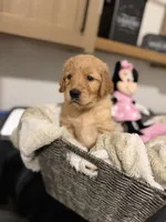 Shakira (lime green), a female Golden Retriever for sale in Bedford, IN – 4 of 6