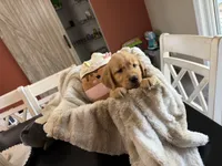 Zoe (Purple), a female Golden Retriever for sale in Bedford, IN – 4 of 4