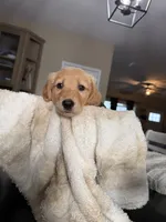 Cooper (light blue) , a male Golden Retriever for sale in Bedford, IN – 4 of 5