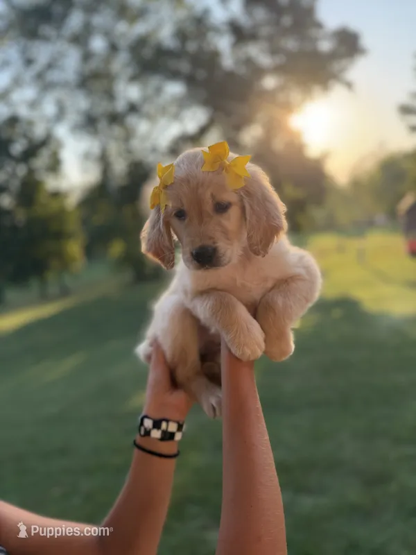 Sunny (Yellow) – Golden Retriever puppy for sale in Bedford, IN