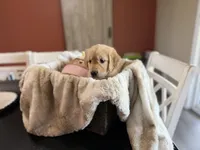 Sunny (Yellow), a female Golden Retriever for sale in Bedford, IN – 3 of 3