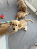 Sunny (Yellow), a female Golden Retriever for sale in Bedford, IN – 2 of 3