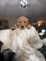 Shakira (lime green), a female Golden Retriever for sale in Bedford, IN – 2 of 6
