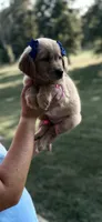 Zoe (Purple), a female Golden Retriever for sale in Bedford, IN – 2 of 4