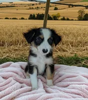 Macy, a female Australian Shepherd for sale in Hamptonville, NC – 2 of 4
