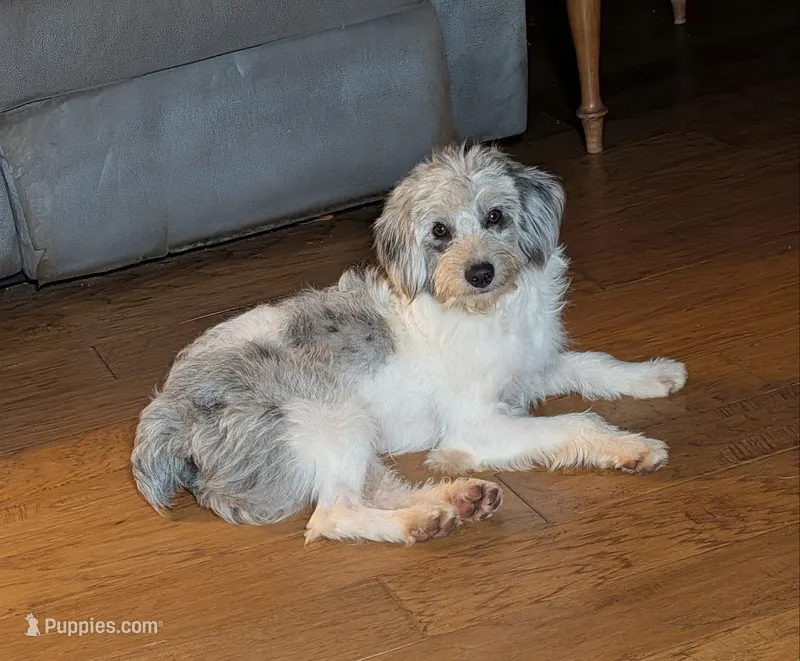 Nash – Poodle - Miniature , Miniature American Shepherd puppy for sale in Hamptonville, NC