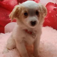 Effie, a female Miniature Australian Shepherd for sale in Hamptonville, NC – Photo 3 of 3