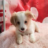 Effie, a female Miniature Australian Shepherd for sale in Hamptonville, NC – Photo 2 of 3