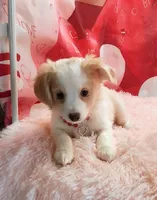 Effie, a female Miniature Australian Shepherd for sale in Hamptonville, NC – Photo 2 of 3