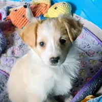 Effie, a female Miniature Australian Shepherd for sale in Hamptonville, NC – Photo 1 of 3