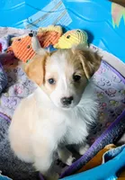 Effie, a female Miniature Australian Shepherd for sale in Hamptonville, NC – Photo 1 of 3