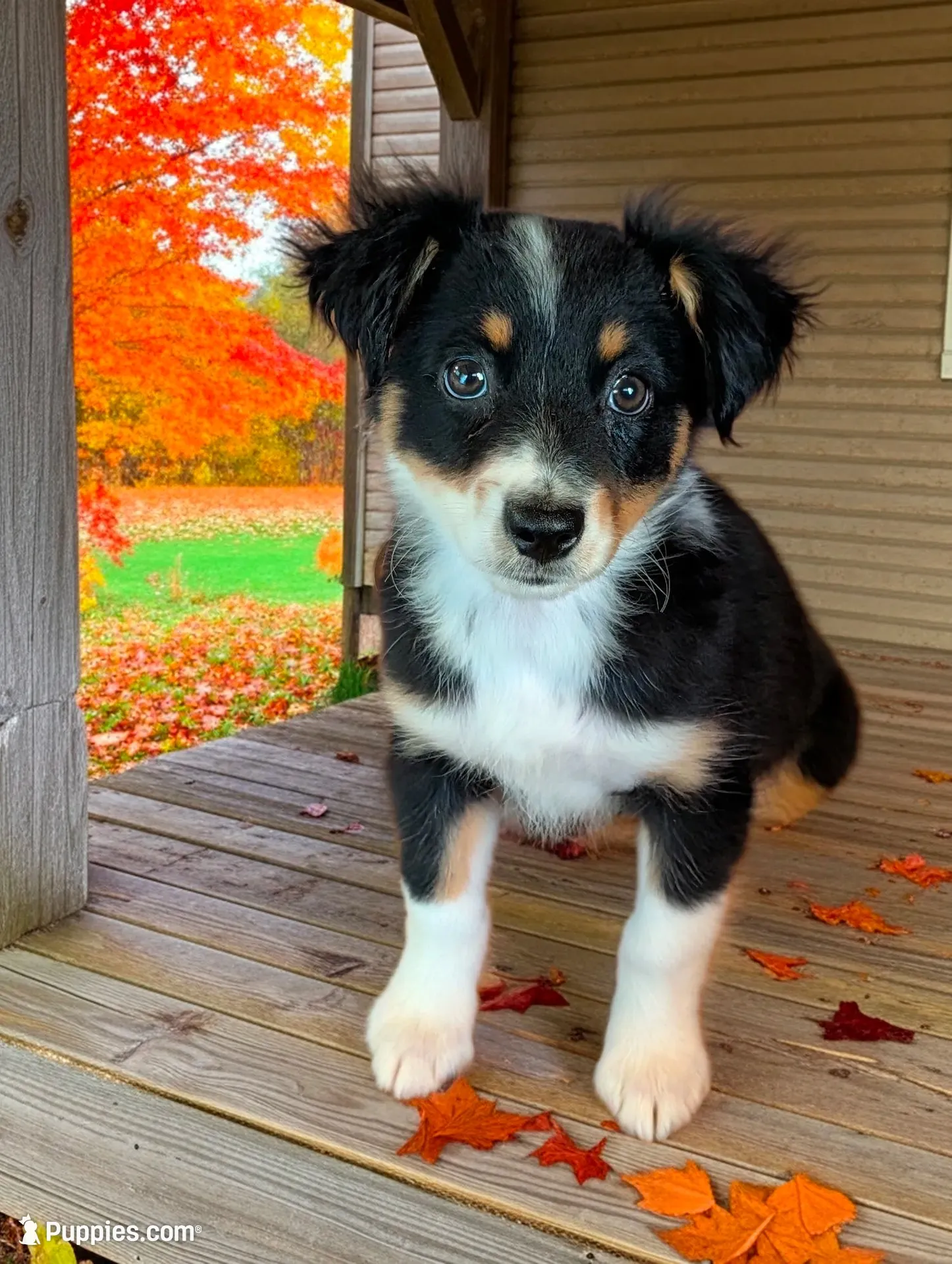 Sage, a female Australian Shepherd for sale in Hamptonville, NC – 1 of 2