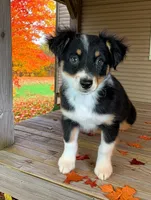 SGE, a female Australian Shepherd for sale in Hamptonville, NC – 1 of 2