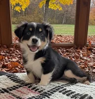 Idabel, a female Australian Shepherd for sale in Hamptonville, NC – 1 of 2