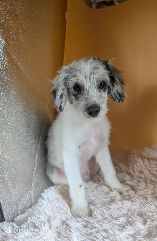 Nash – Miniature American Shepherd puppy for sale in Hamptonville, NC