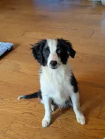 Coby, a male Australian Shepherd for sale in Hamptonville, NC – 2 of 4