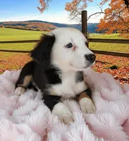 Paris, a female Australian Shepherd for sale in Hamptonville, NC – 2 of 2
