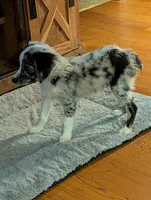 Memphis , a male Miniature American Shepherd for sale in Hamptonville, NC – 4 of 10