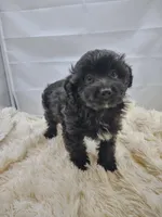 Man, a female Aussiedoodle for sale in Hamptonville, NC – Photo 1 of 2