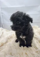 Man, a female Aussiedoodle for sale in Hamptonville, NC – Photo 2 of 2