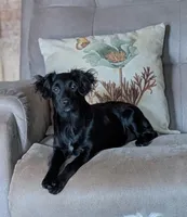 Mutt, a male Australian Shepherd for sale in Hamptonville, NC – 1 of 5