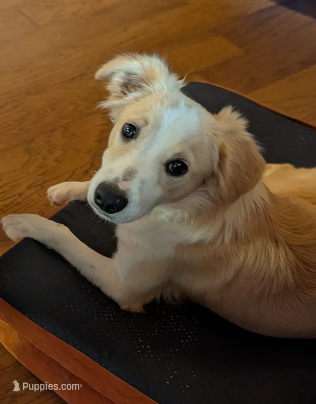Spanky – Miniature Australian Shepherd puppy for sale in Hamptonville, NC