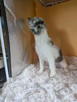 Nash, a male Miniature American Shepherd for sale in Hamptonville, NC – 5 of 5
