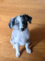 Memphis , a male Miniature American Shepherd for sale in Hamptonville, NC – 2 of 6