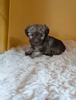 Quin, a female Miniature Aussiedoodle for sale in Hamptonville, NC – 4 of 4